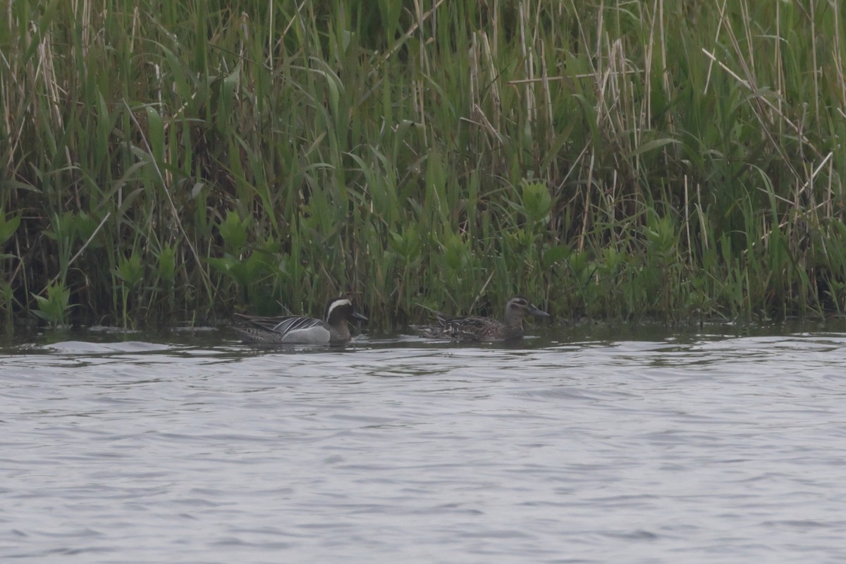 Garganey - ML583413141