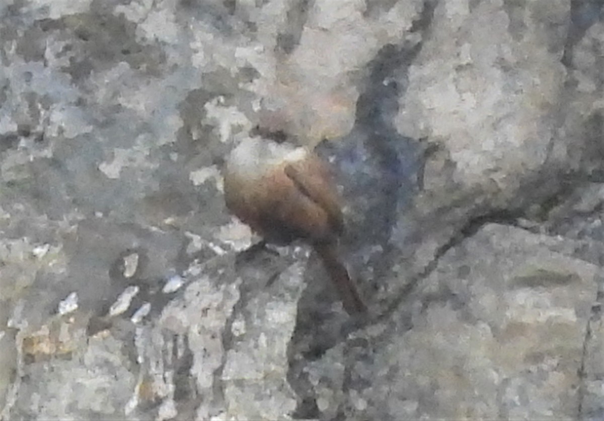 Canyon Wren - ML583413371