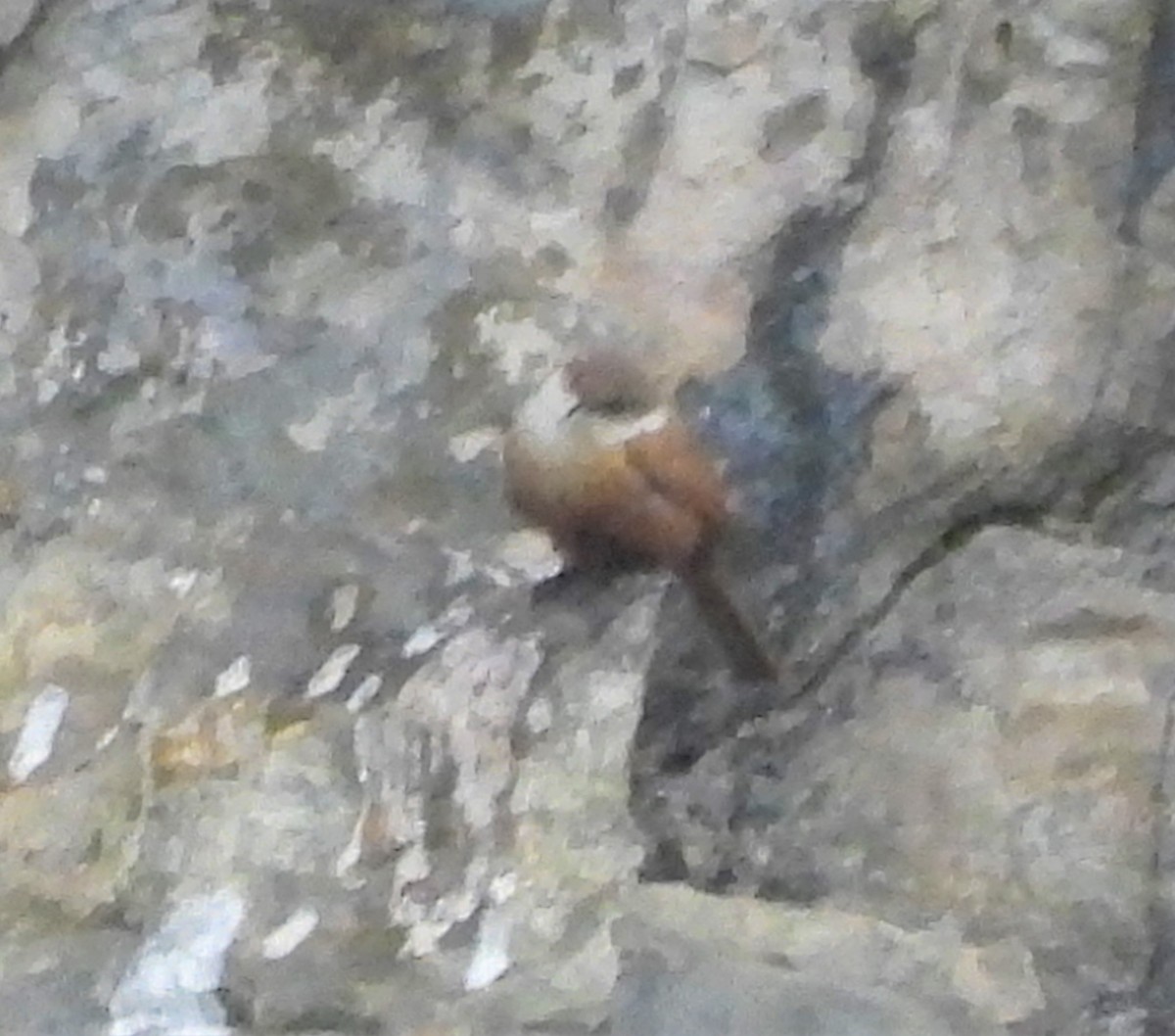 Canyon Wren - ML583413401