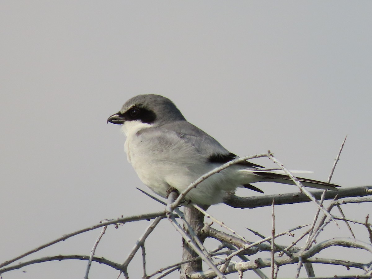 Loggerhead Shrike - ML583414921