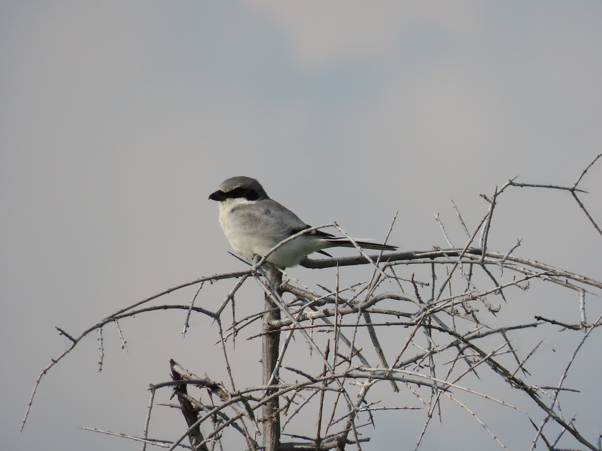 Loggerhead Shrike - ML583414931