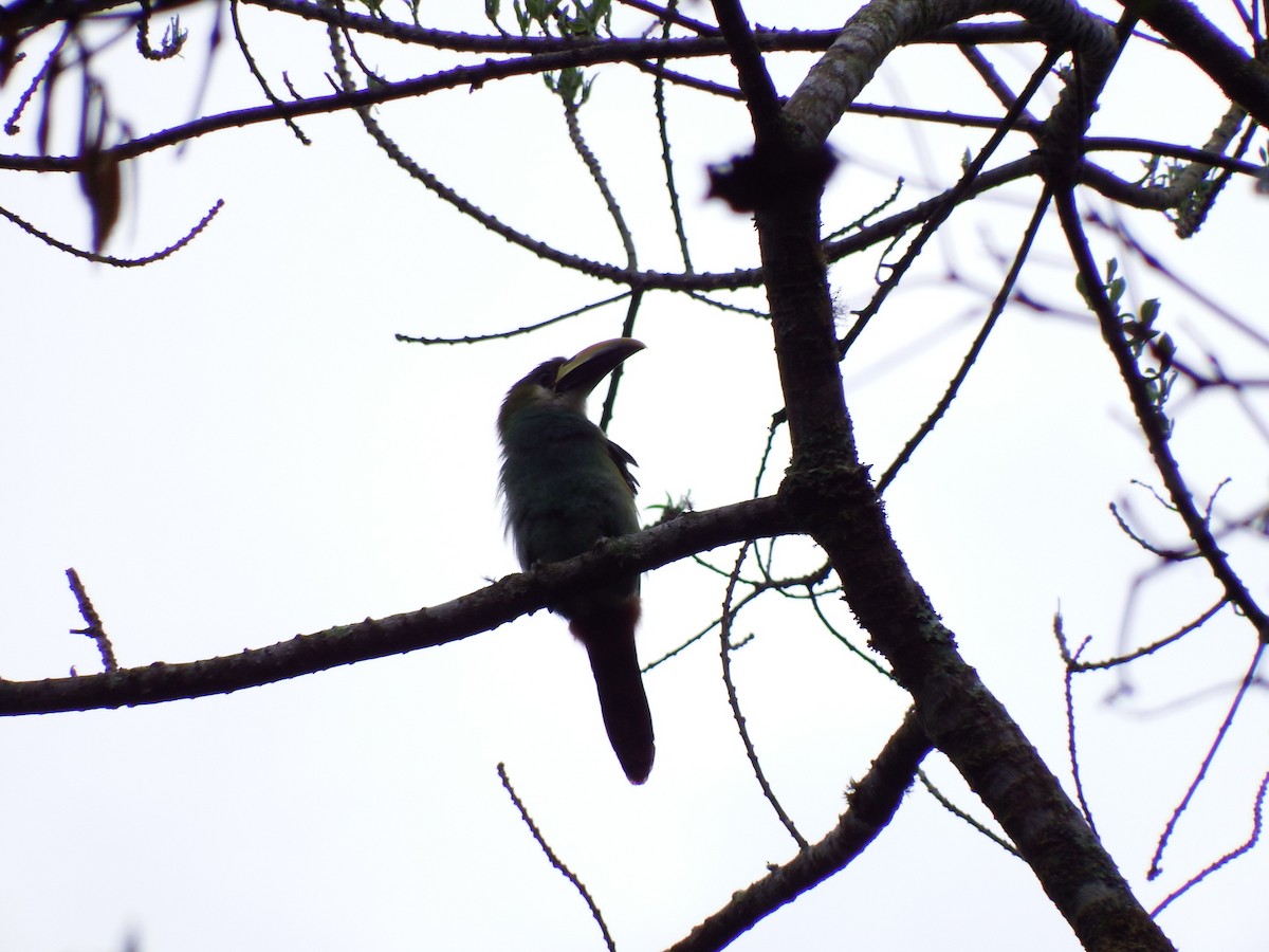 Northern Emerald-Toucanet - ML58341541