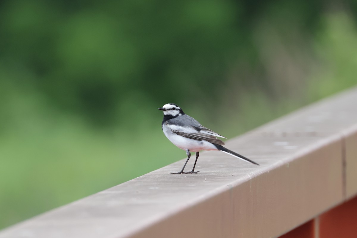 White Wagtail (Black-backed) - ML583416121