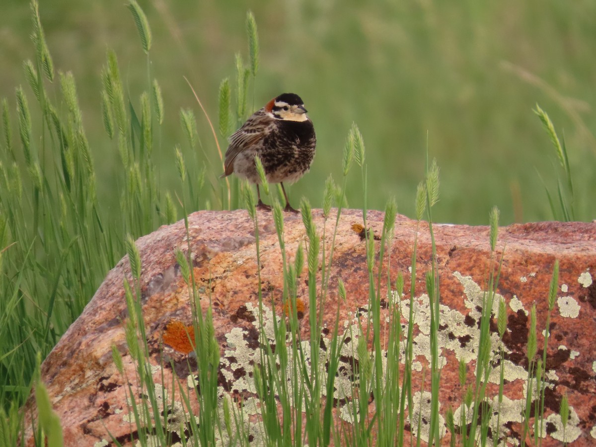 Chestnut-collared Longspur - ML583416321
