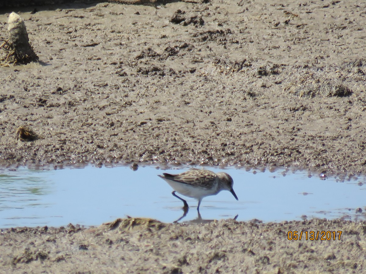 Semipalmated Plover - ML58341641