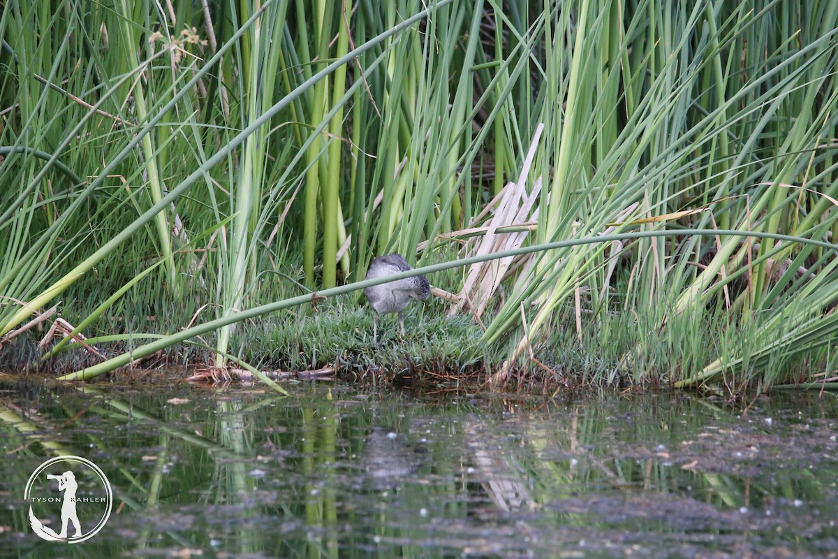 Gallinule d'Amérique - ML583418691