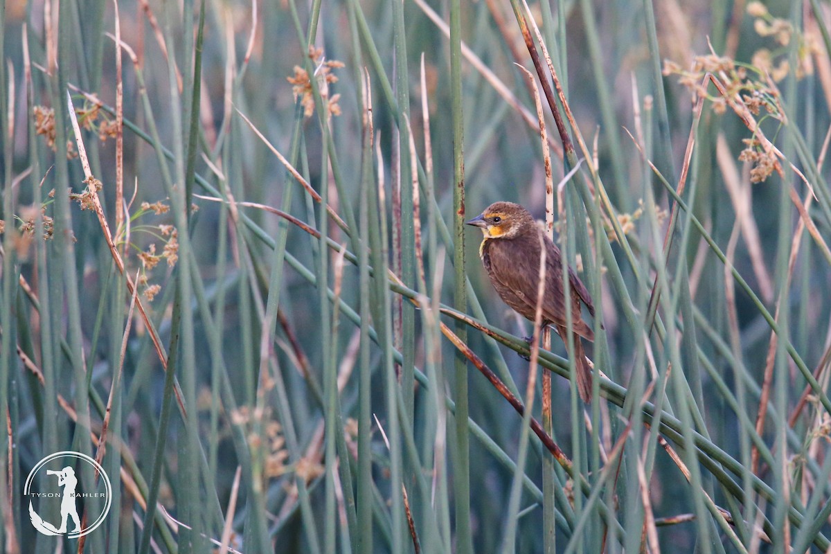 Yellow-headed Blackbird - ML583418751