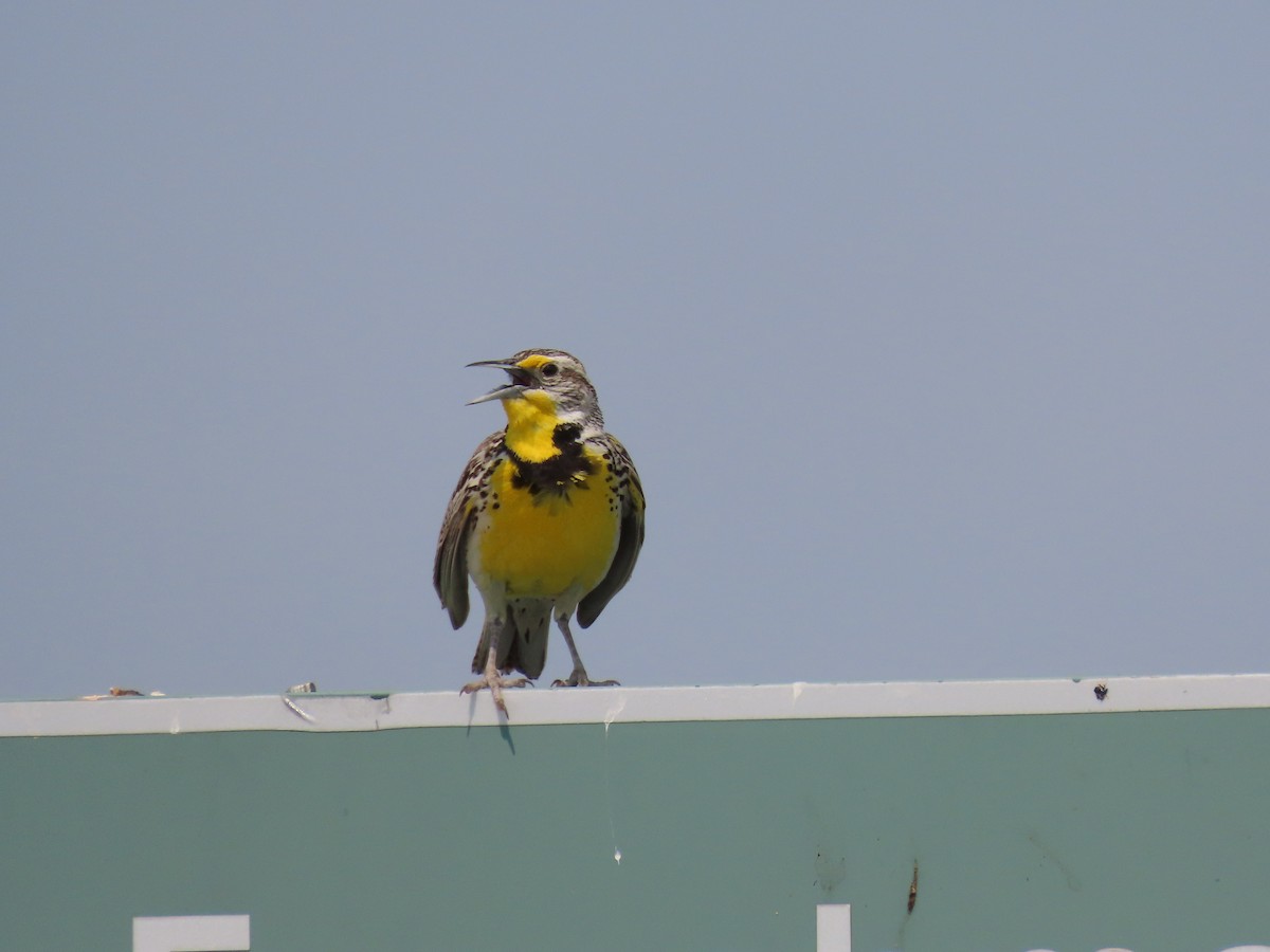 Western Meadowlark - ML583419551