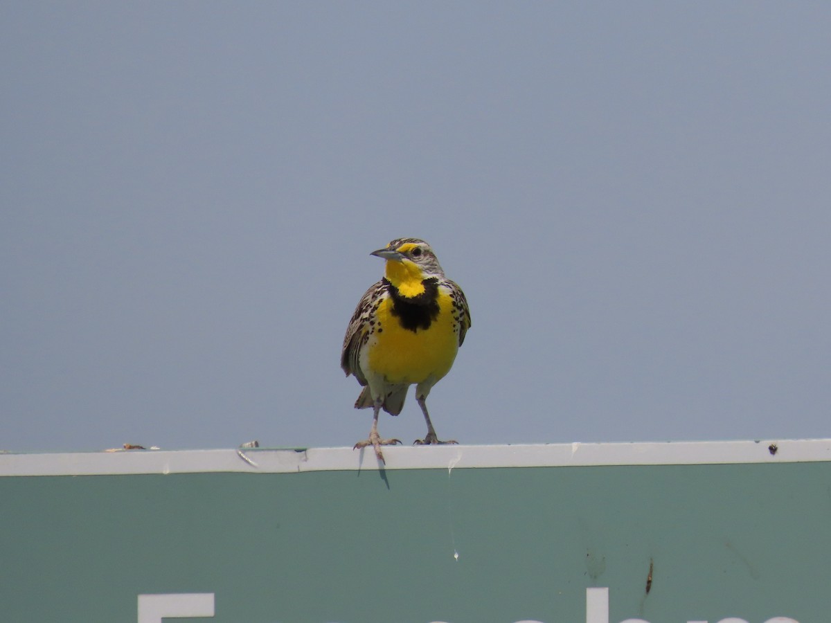 Western Meadowlark - ML583419561