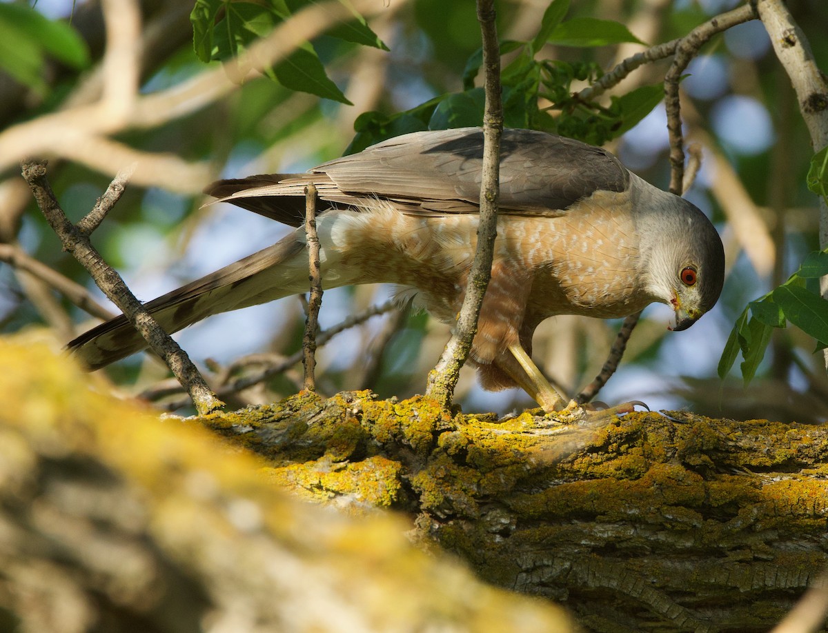 Cooper's Hawk - ML583420421