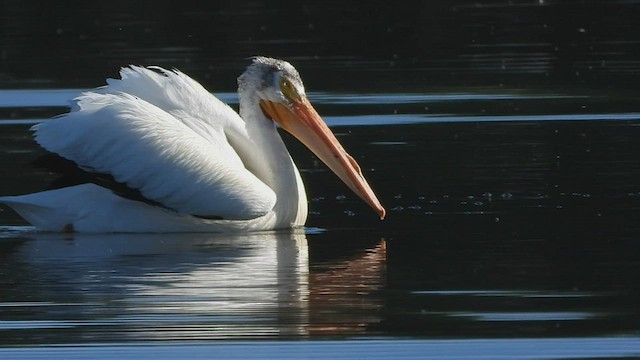 American White Pelican - ML583420801