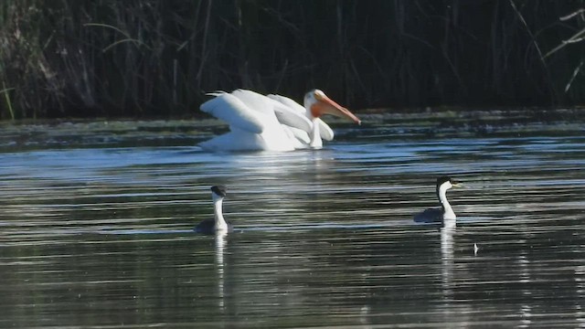 American White Pelican - ML583422101