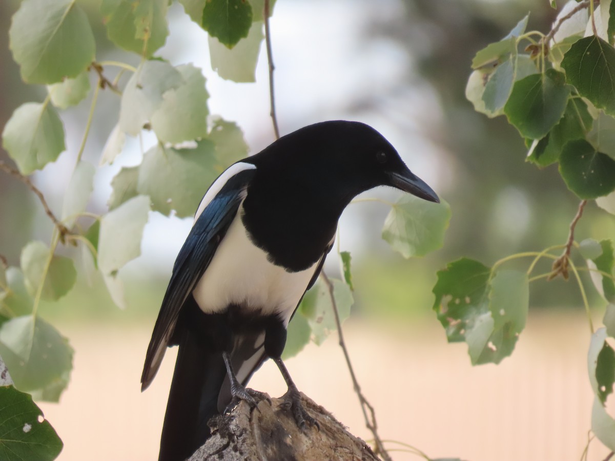 Eurasian Magpie - ML583423501