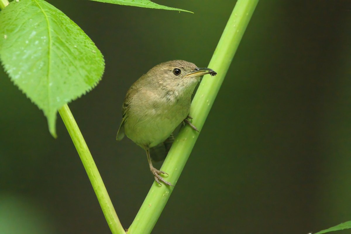 House Wren - ML583423761