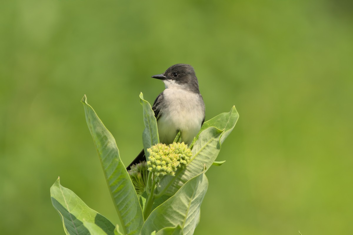 Eastern Kingbird - ML583423891