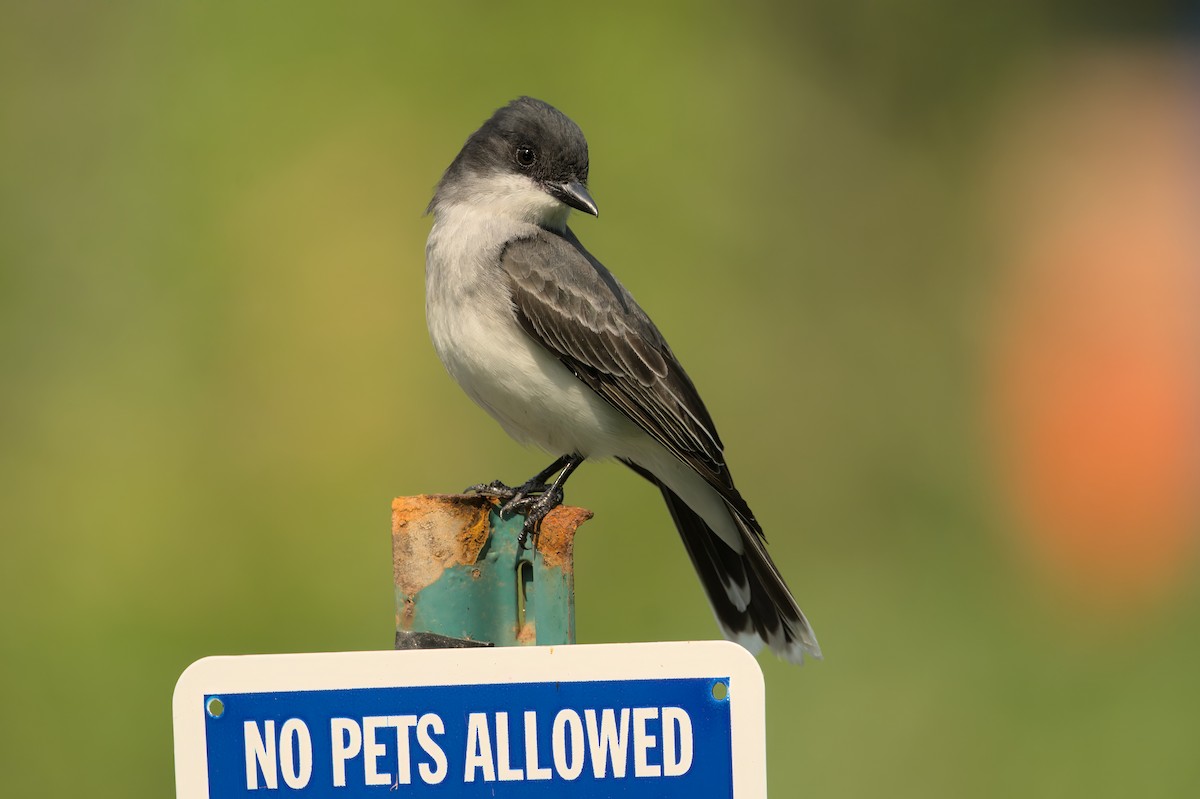 Eastern Kingbird - Brennan Roy