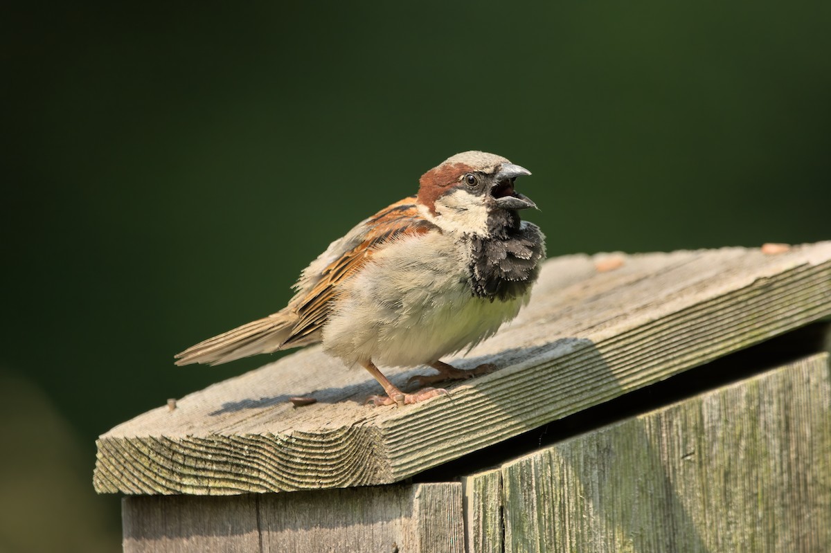 House Sparrow - ML583424061