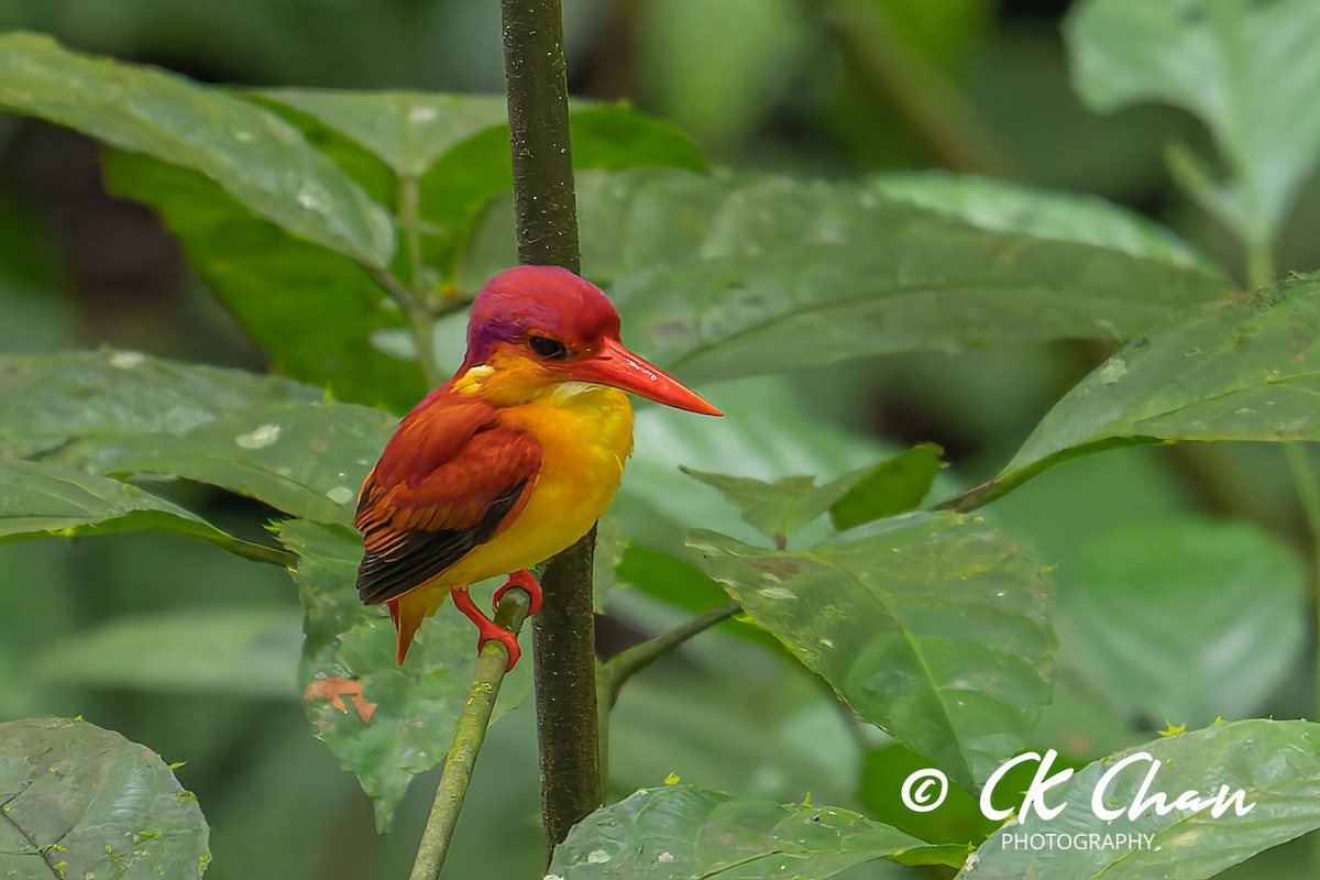 Rufous-backed Dwarf-Kingfisher - Chee Keong Chan