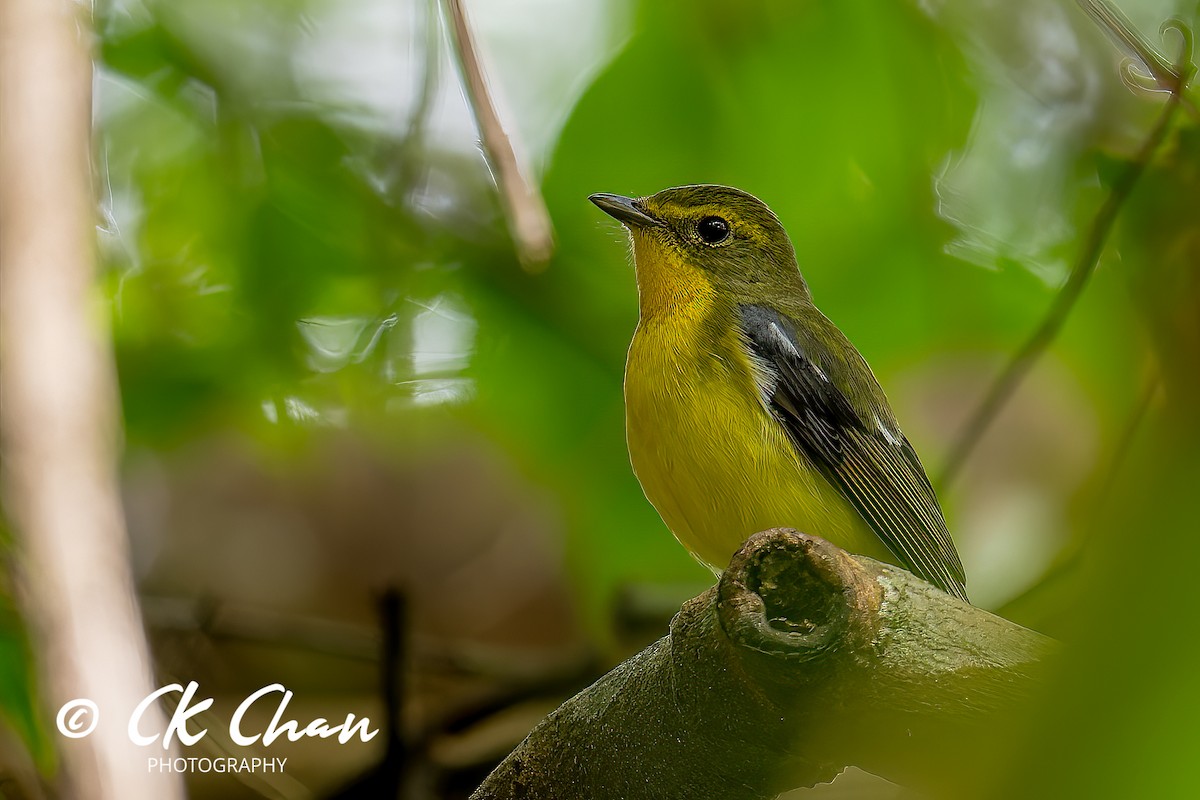 Green-backed Flycatcher - ML583424311