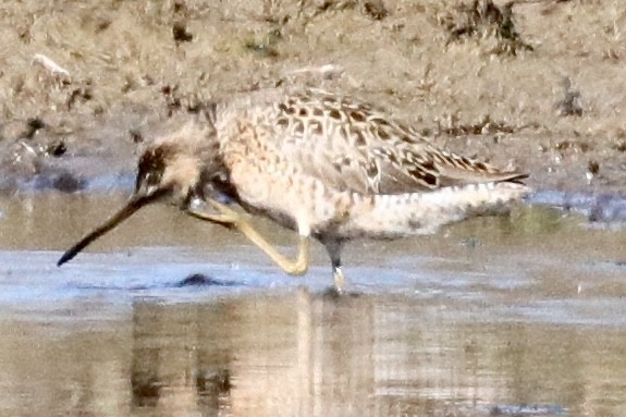 Short-billed Dowitcher - ML583424341