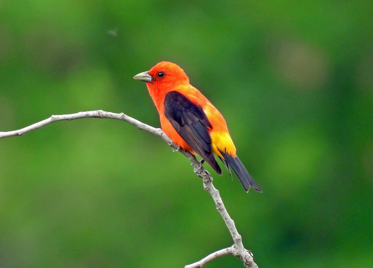 Scarlet Tanager - ML583425141