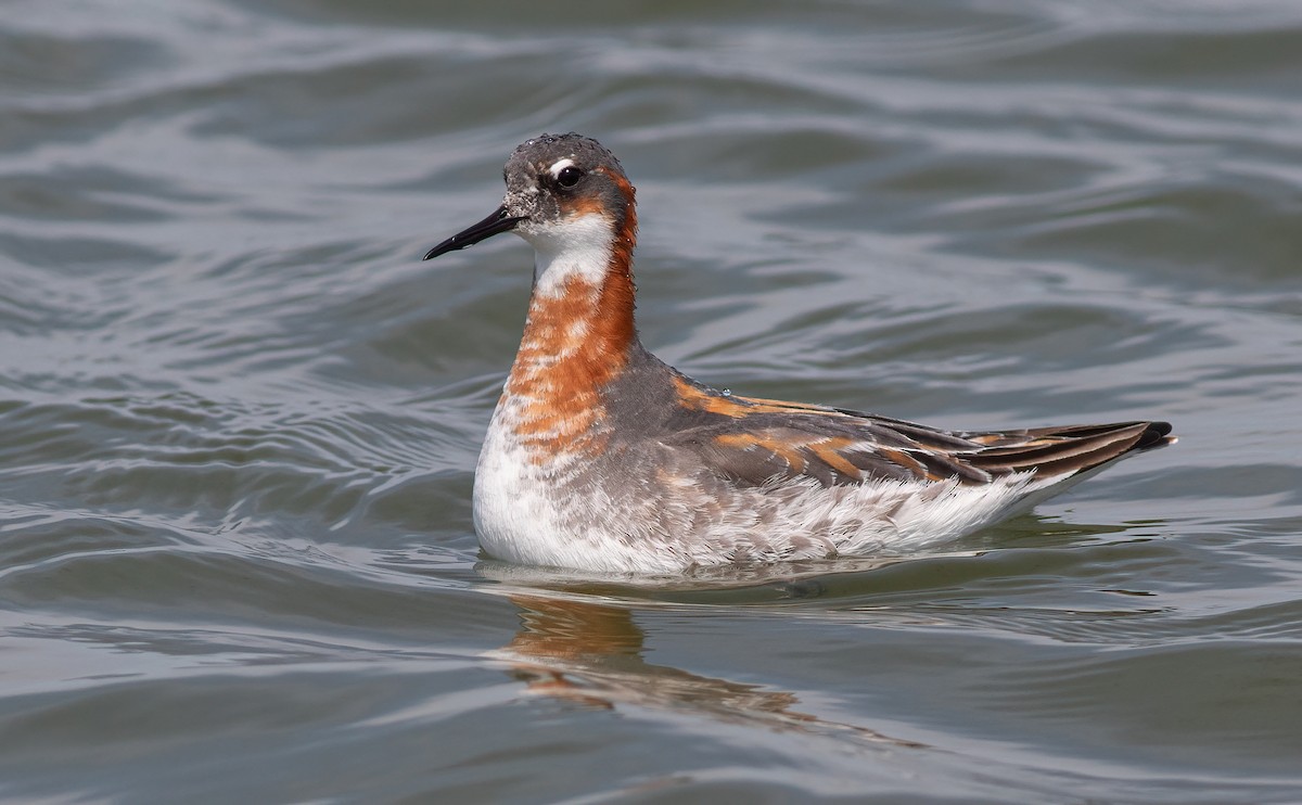 Red-necked Phalarope - ML583425221