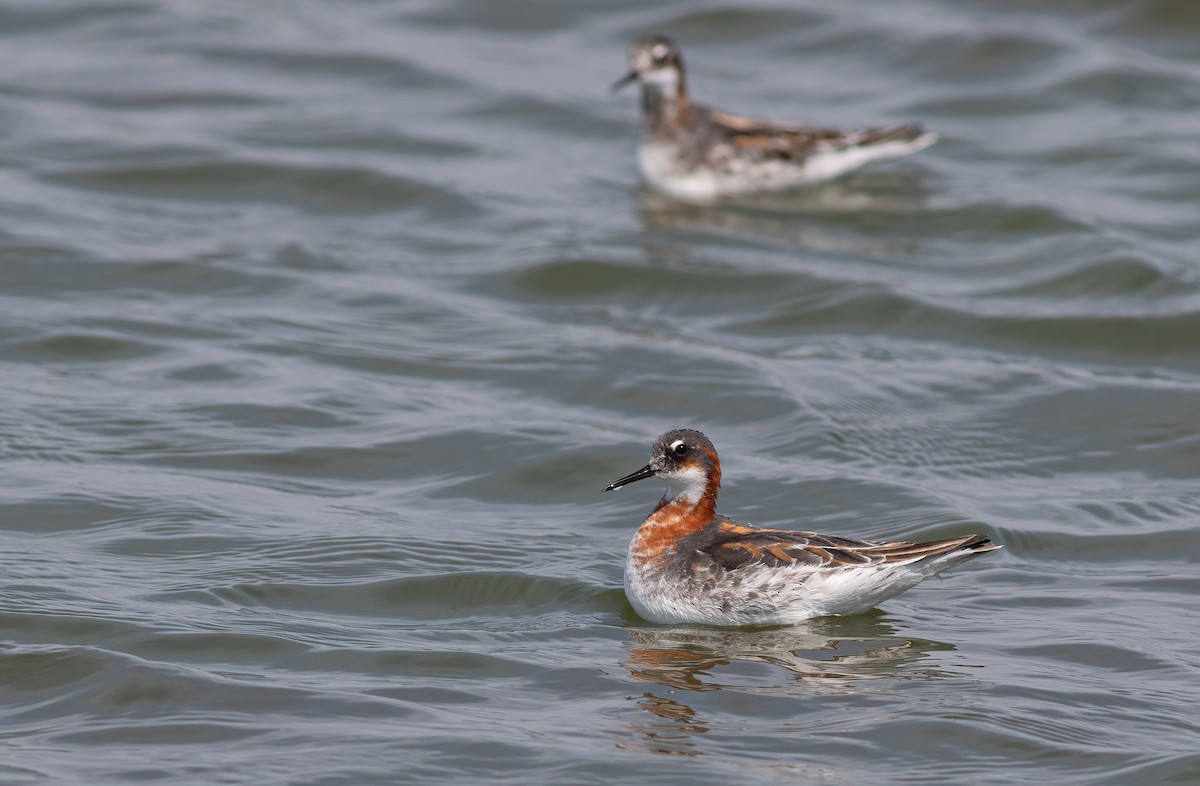 Red-necked Phalarope - ML583425241