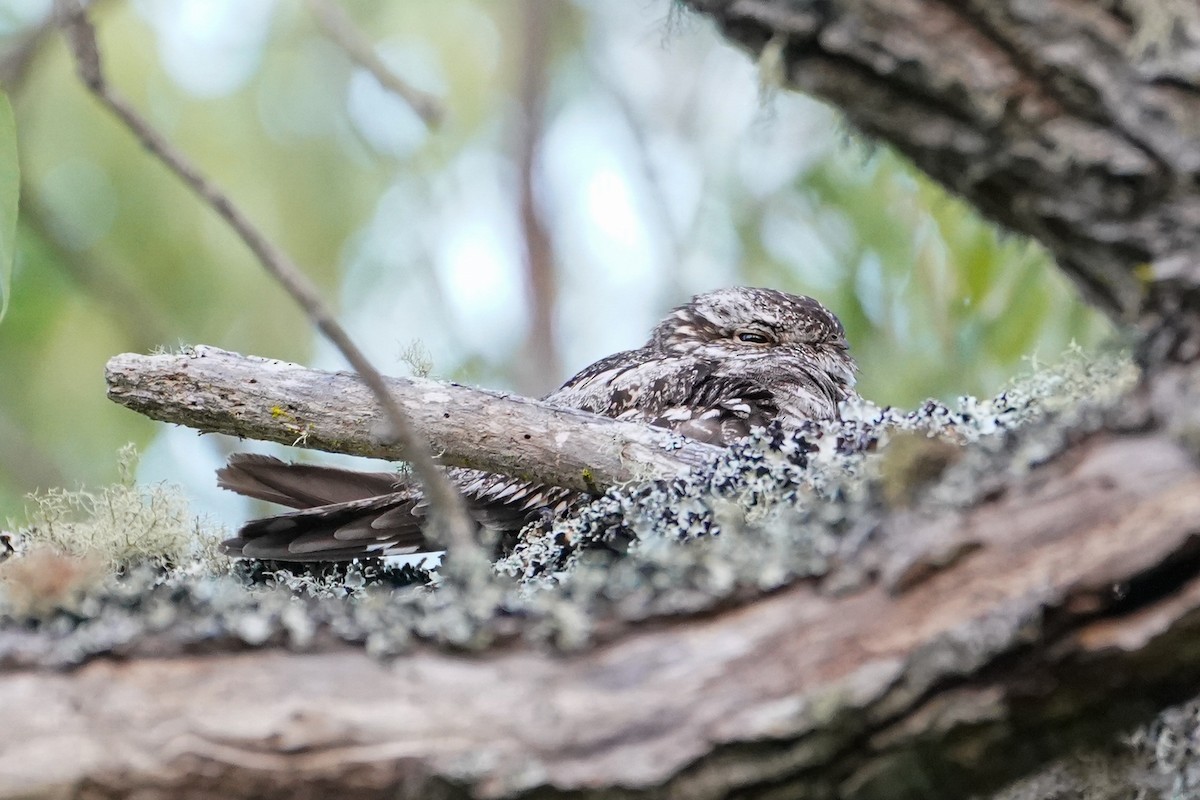 Lesser Nighthawk - ML583425471