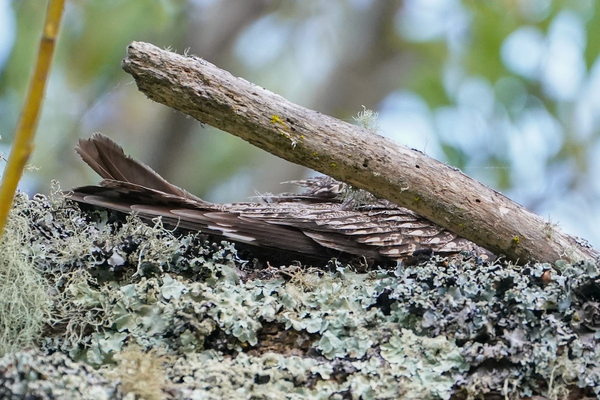 Lesser Nighthawk - Alex Merritt