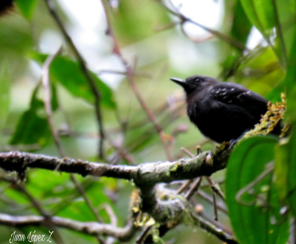 Slaty Antwren - ML58342561