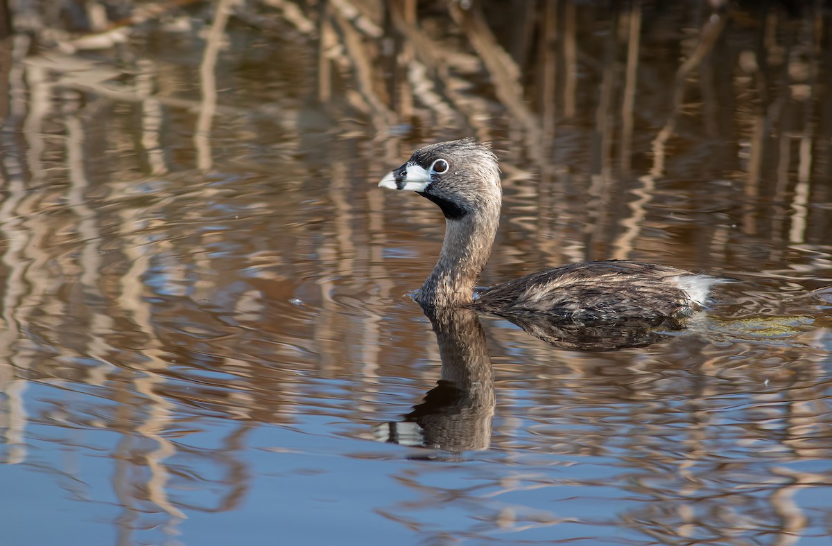 Pied-billed Grebe - ML583425621