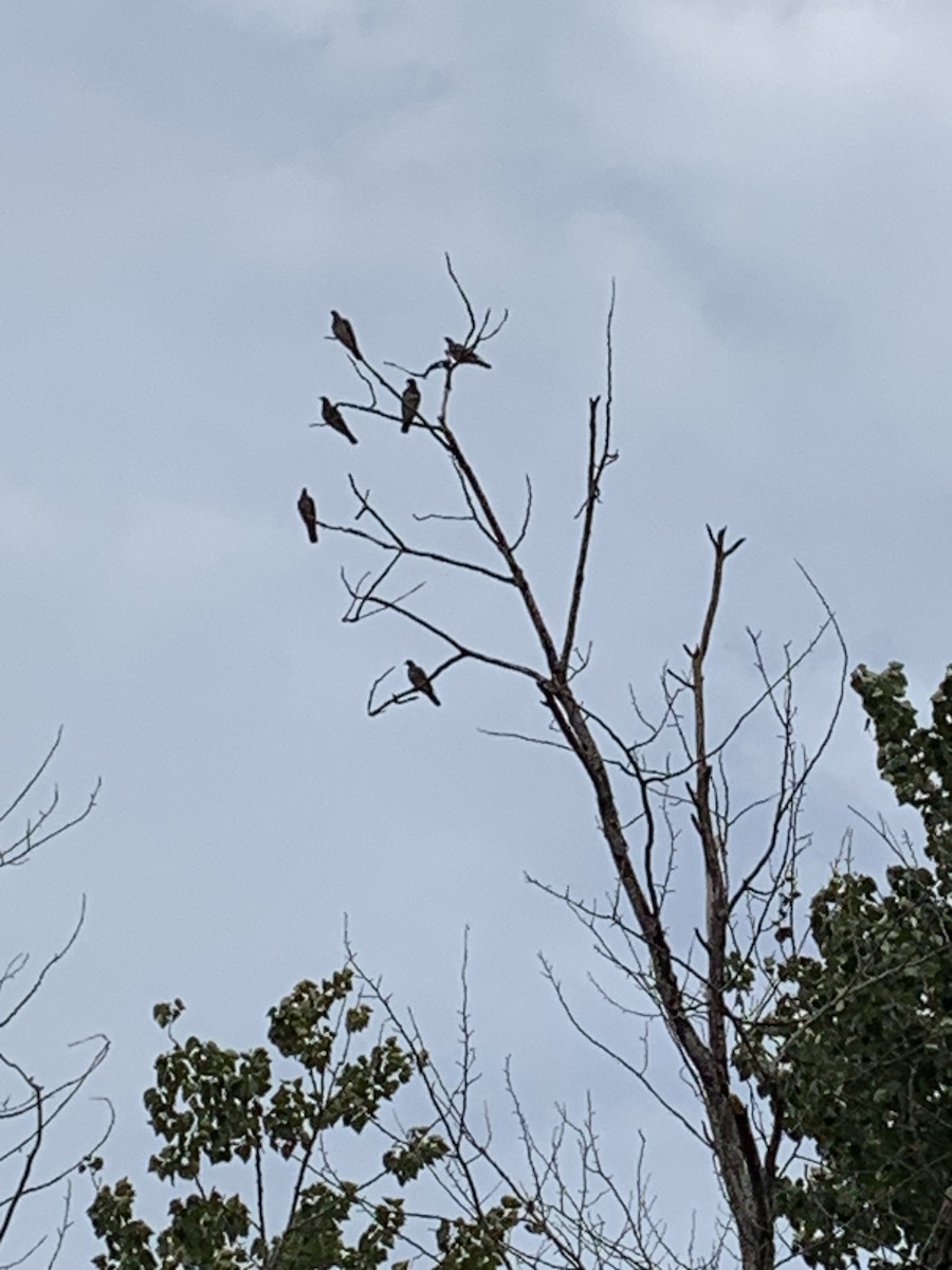 Band-tailed Pigeon - ML583425641