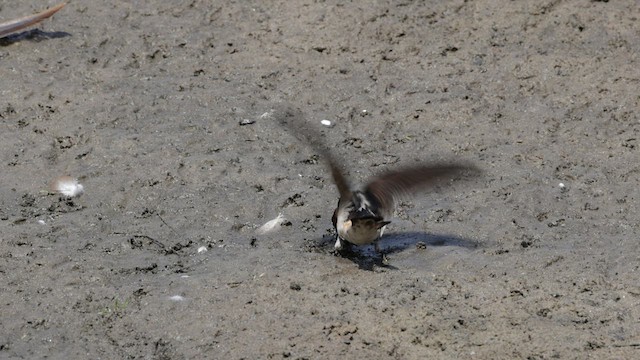 Golondrina Risquera (grupo pyrrhonota) - ML583425801