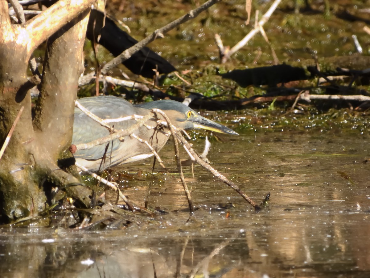 Striated Heron - Andrew Guy