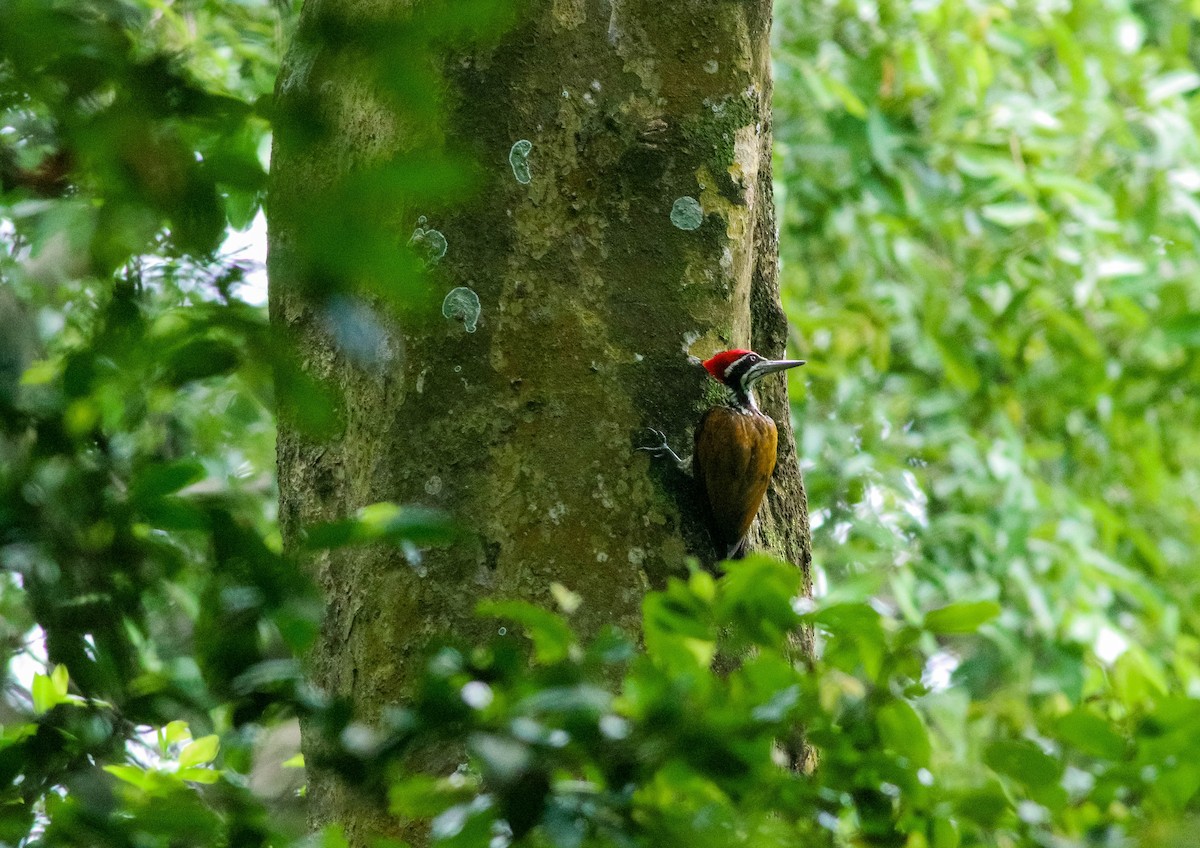 Greater Flameback - Samim Akhter