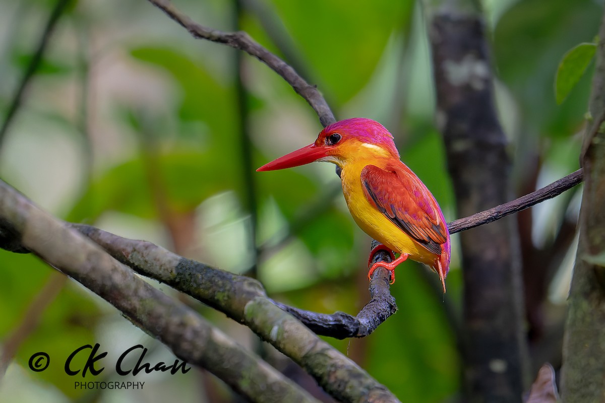 Rufous-backed Dwarf-Kingfisher - Chee Keong Chan