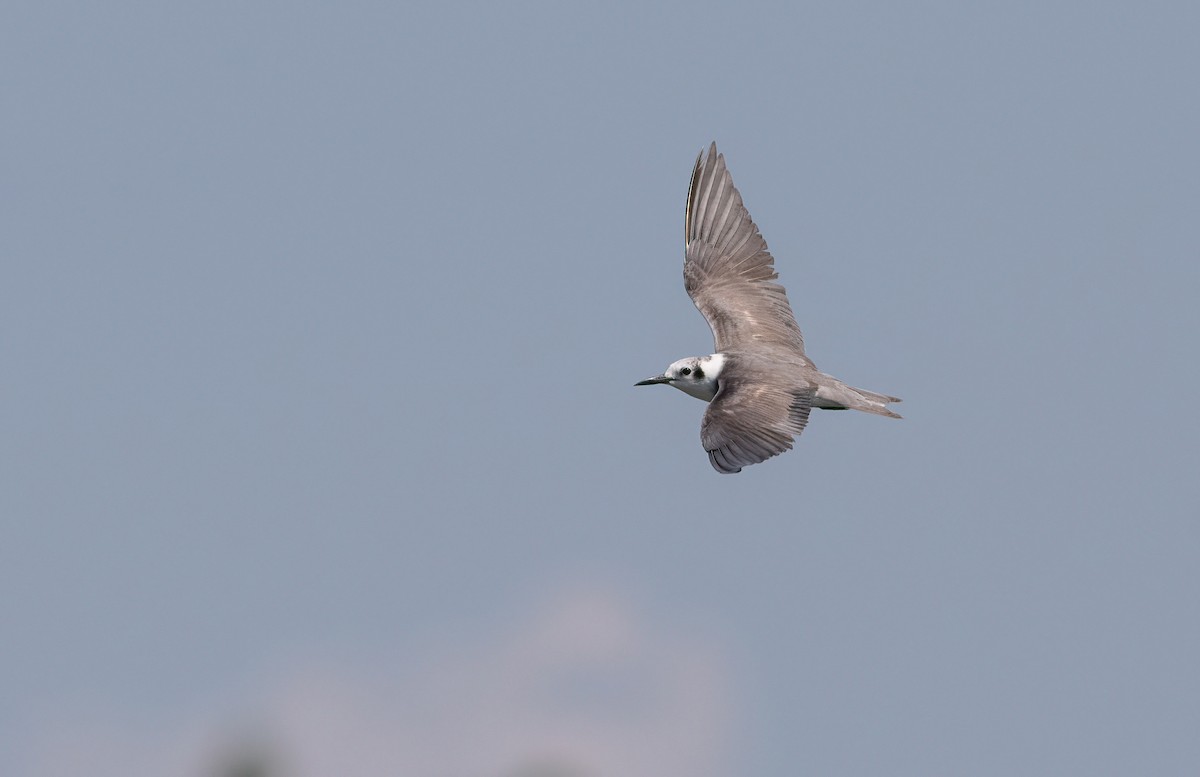 Black Tern - George Armistead | Hillstar Nature