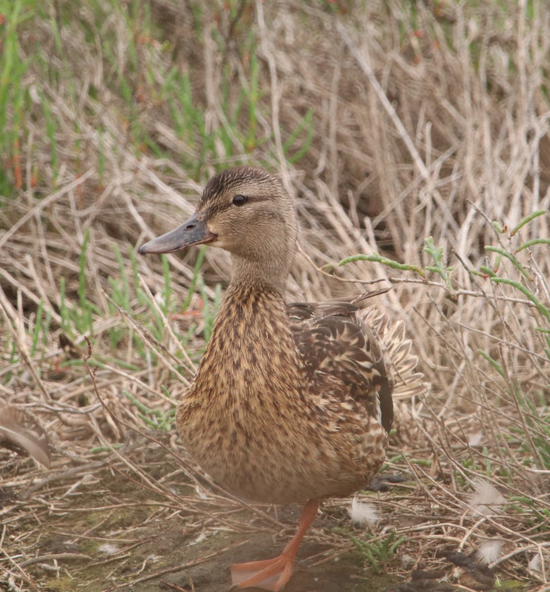 Mallard - ML583428181