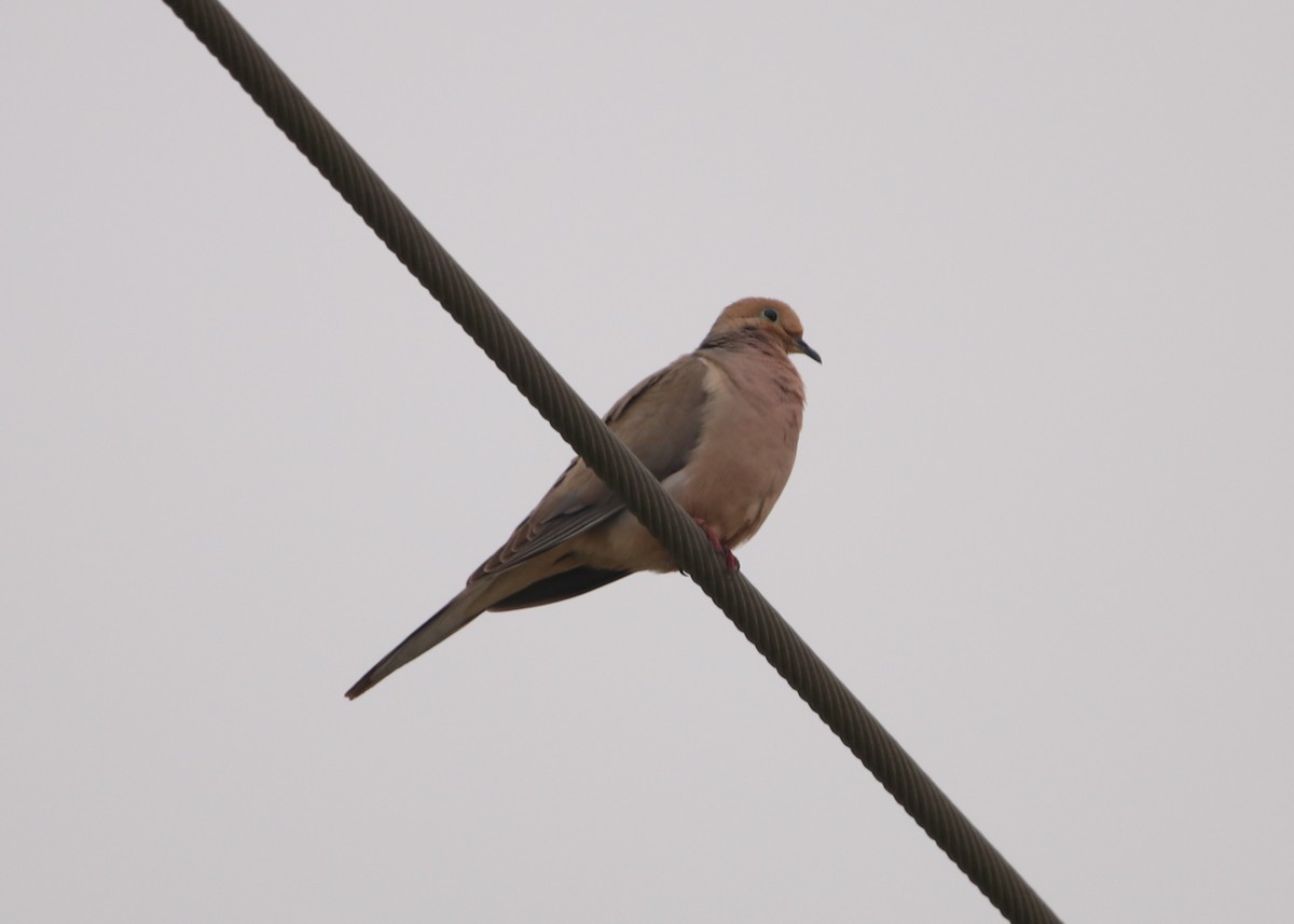 Mourning Dove - ML583428321