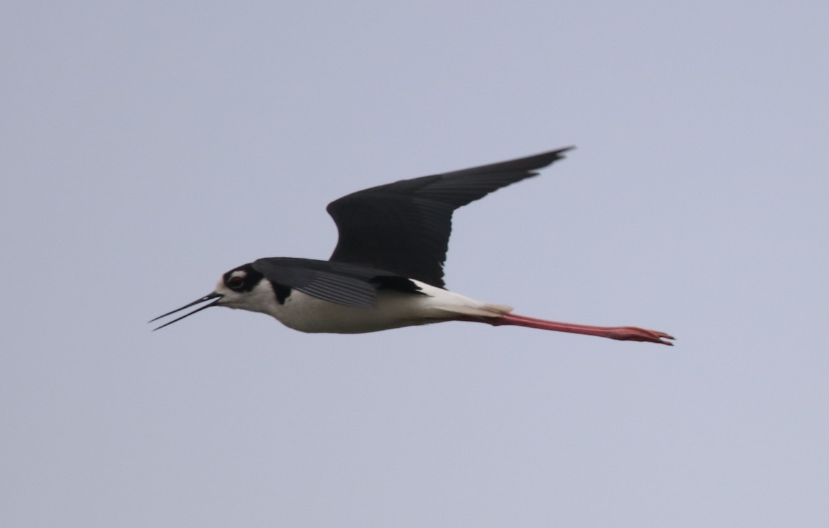 Black-necked Stilt - ML583428381