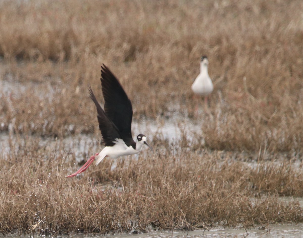 Black-necked Stilt - ML583428391