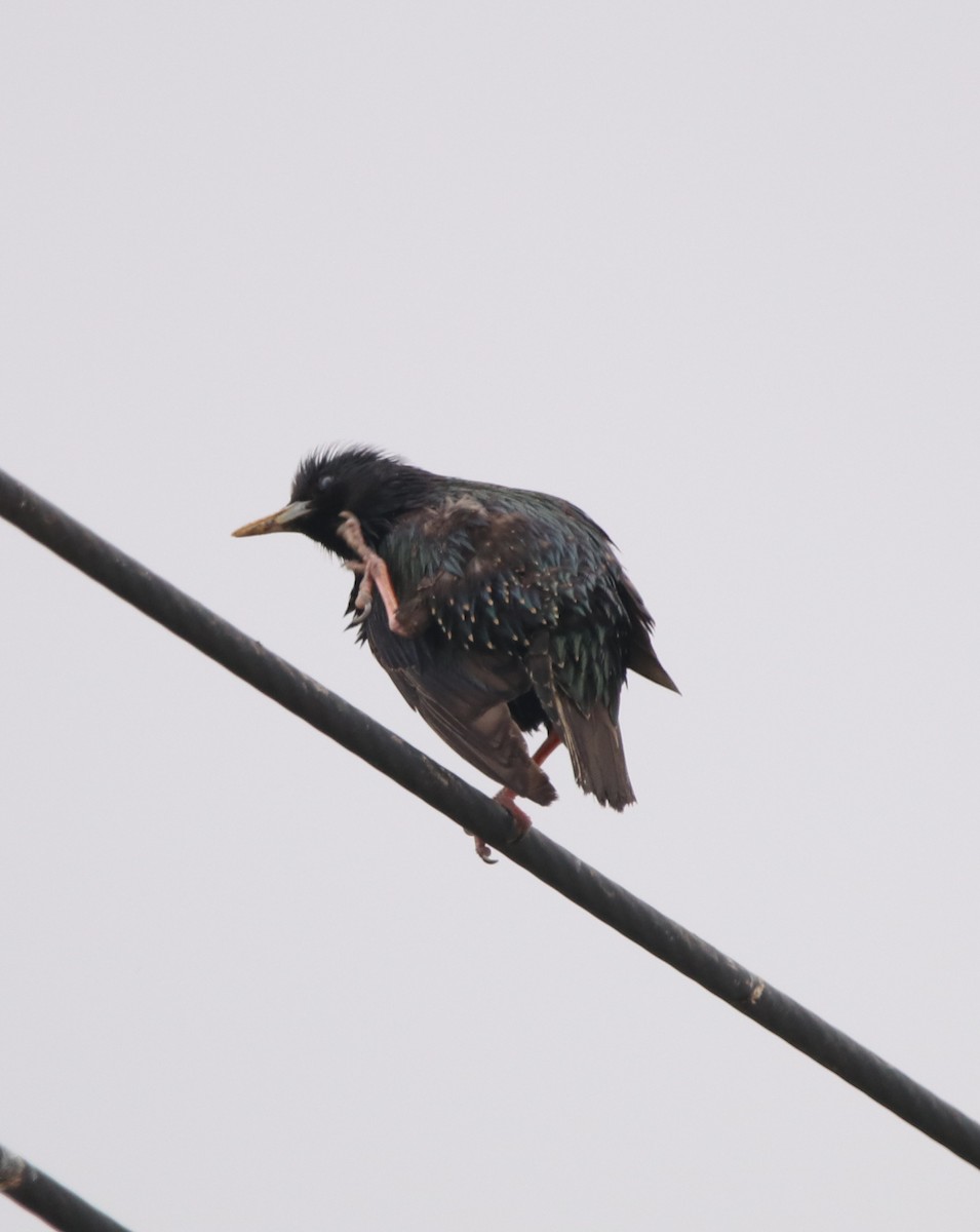 European Starling - ML583428631