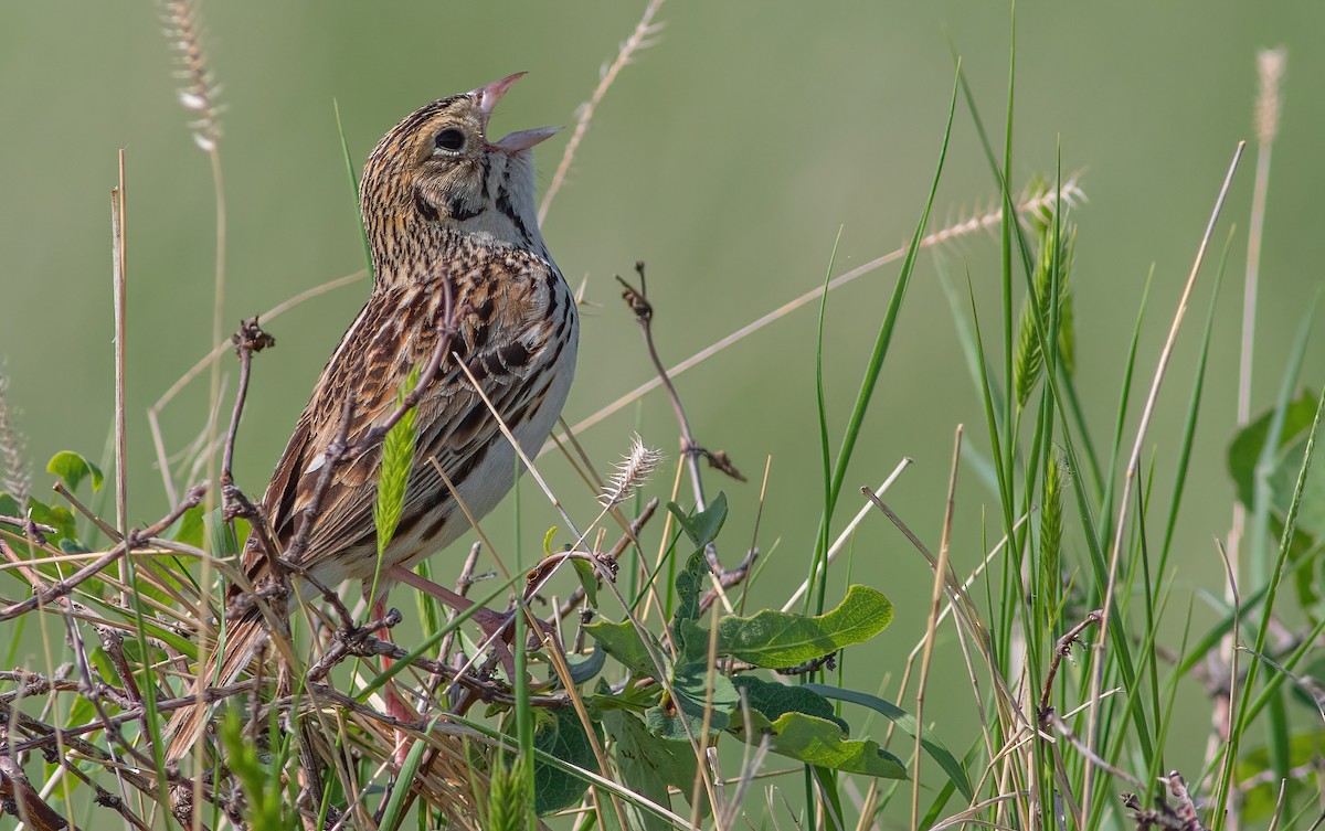 Baird's Sparrow - ML583429561