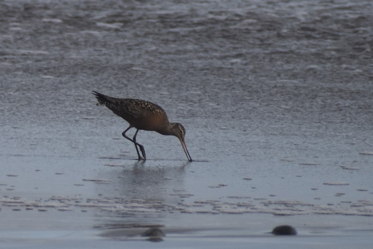 Hudsonian Godwit - ML583430921