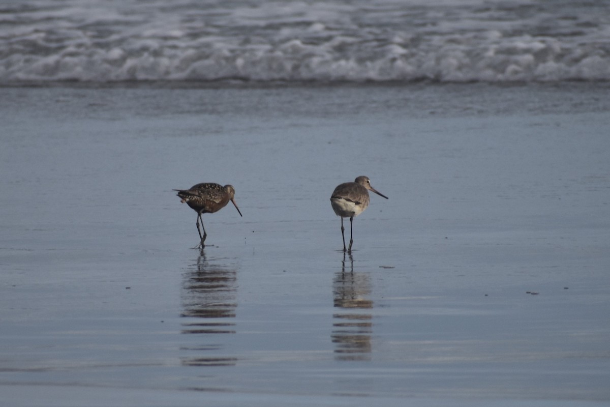 Hudsonian Godwit - ML583431151