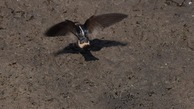 Golondrina Risquera (grupo pyrrhonota) - ML583432751