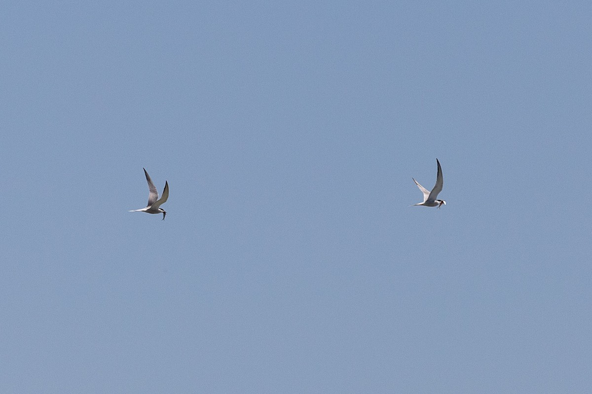 Common Tern - ML583433641