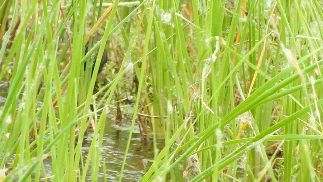 Ruddy-breasted Crake - ML583434891