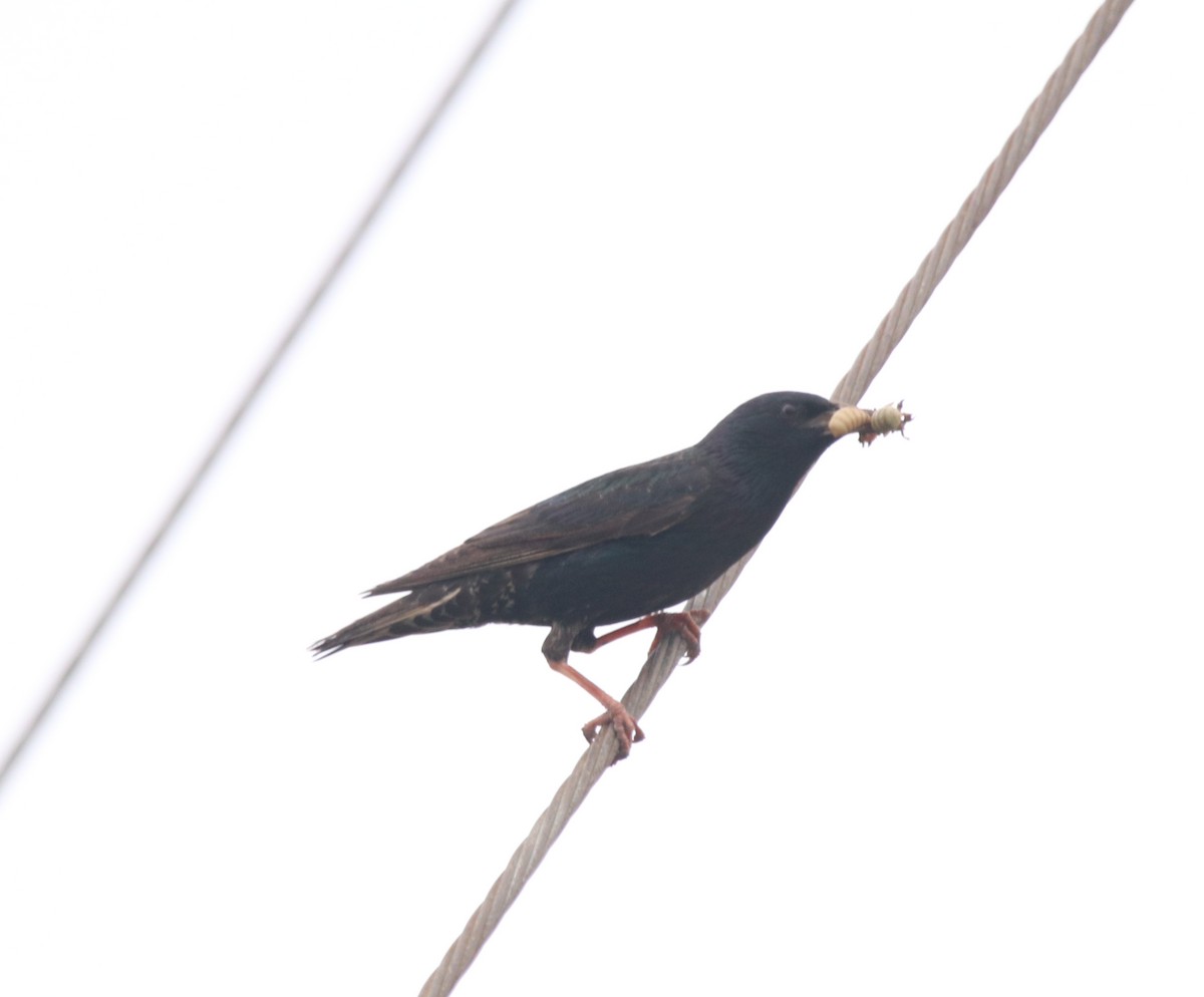 European Starling - ML583435041