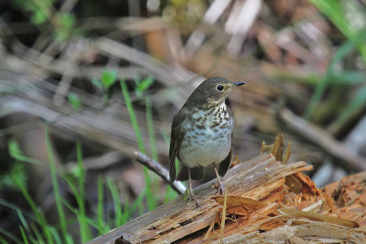 קיכלי זיתני - ML58343611